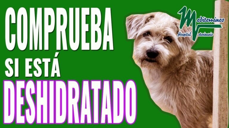 10 formas de hidratar a tu perro de manera efectiva