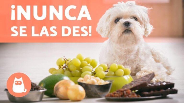 ¿Pueden los perros comer camarones? Todo lo que necesitas saber