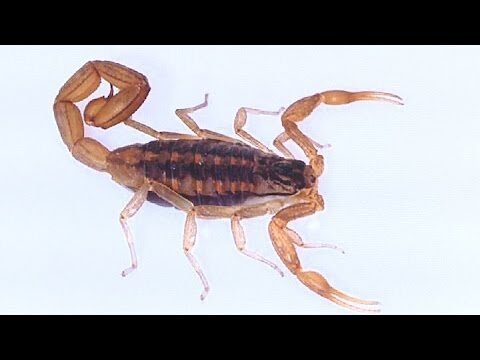 Síntomas de la picadura de cucaracha: Lo que debes saber