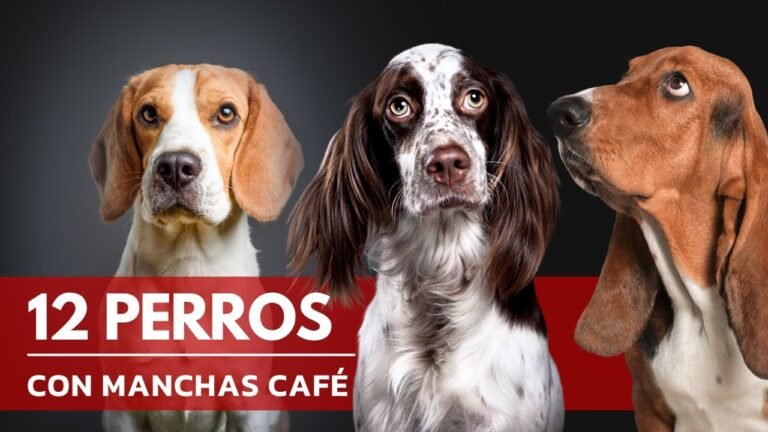 Razas de perros blancos con manchas cafés: Guía completa