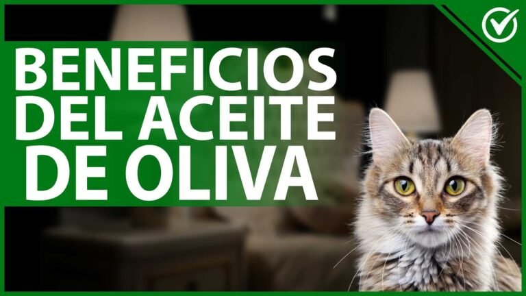 Beneficios del aceite de oliva para gatos