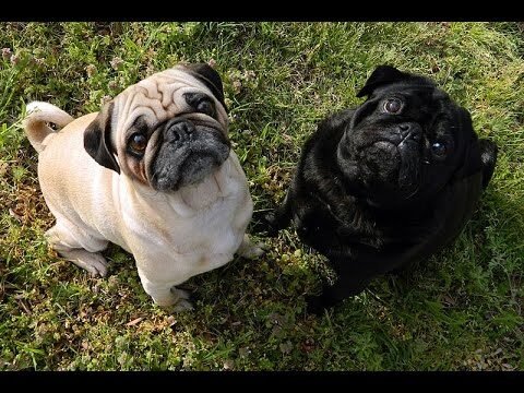 Razas de perros con encías negras: características y cuidados