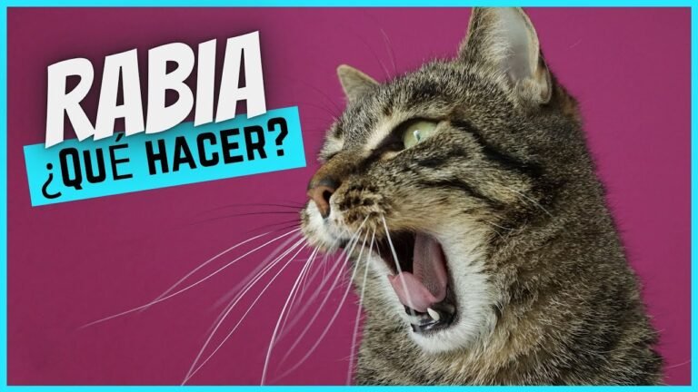 Signos de rabia en gatos: identificación y prevención