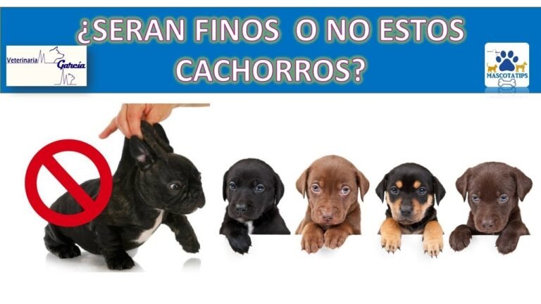 ¿Cómo identificar si mi perro es de raza pura?