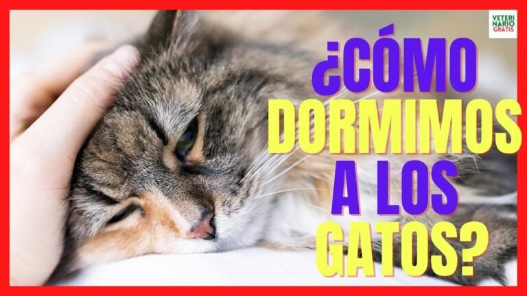 Medicamento para dormir gatos: Solución permanente