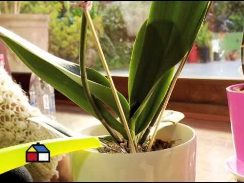 Consejos para cuidar una orquídea
