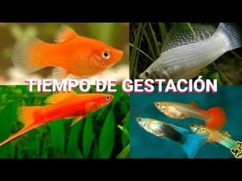 Tiempo de gestación en peces: ¿Cuánto dura realmente?