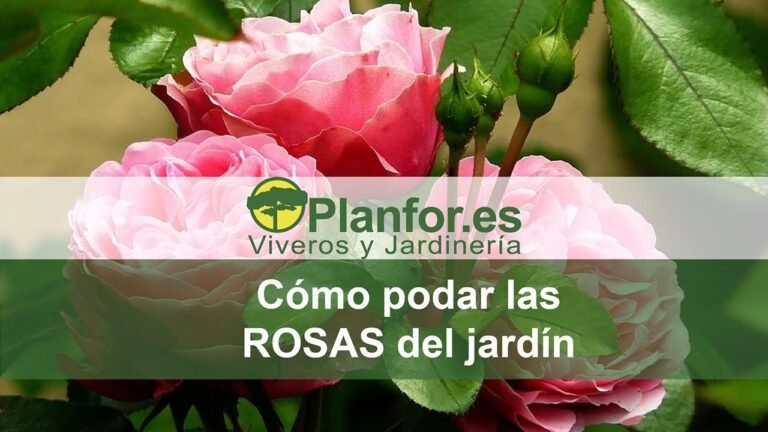 Guía de poda de rosas: cuándo y cómo hacerlo