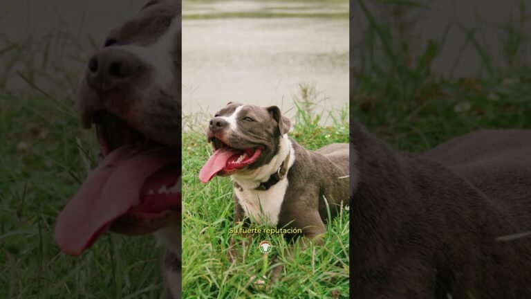 Precio del Pit Bull Terrier Americano: Guía de Compra