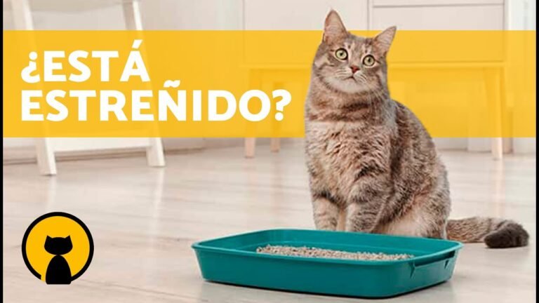 Remedio casero efectivo para estreñimiento en gatos