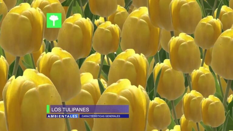 El significado de tu amor por los tulipanes