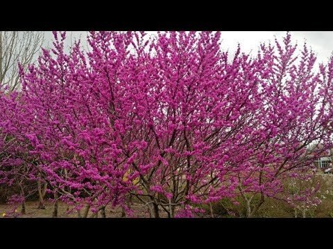El impresionante árbol de flores moradas de Venezuela