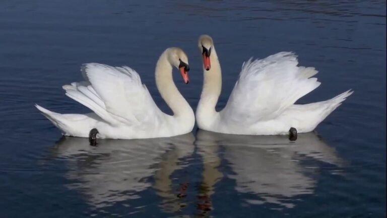 El significado del cisne en el amor: una guía completa