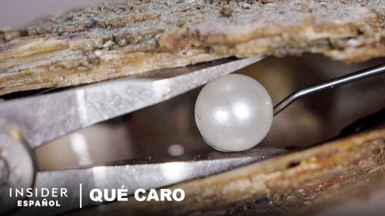 El precio de una perla de ostra: ¿Cuánto vale?