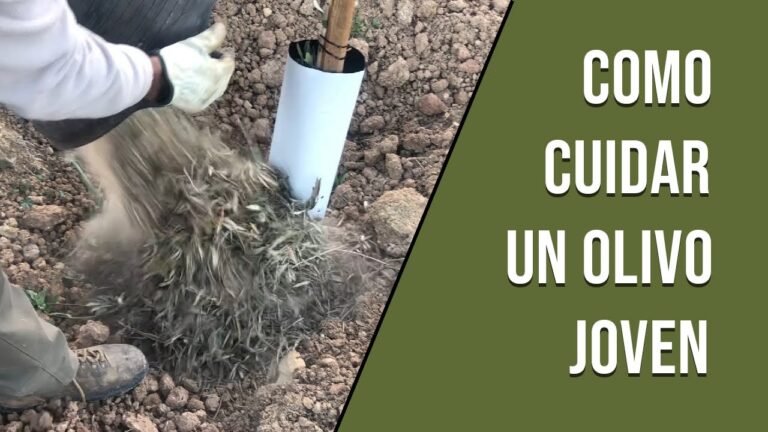 Guía para cuidar un árbol de olivo