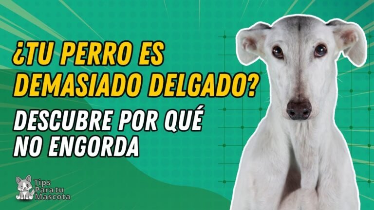 Soluciones para la delgadez de mi perro a pesar de su alimentación