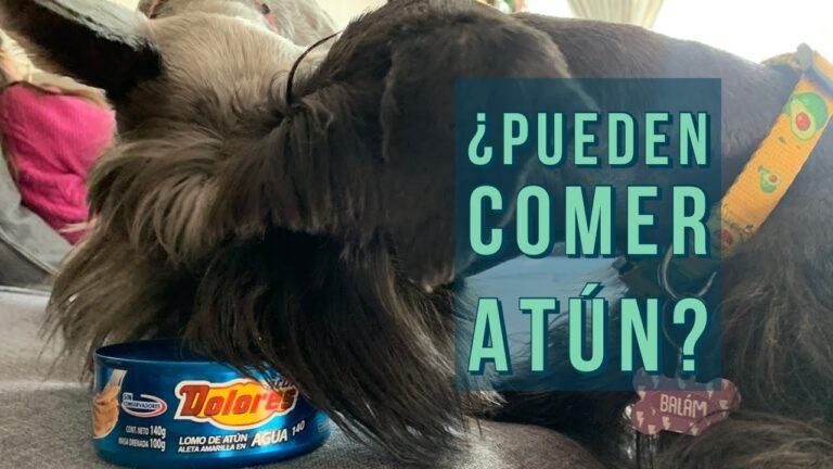 ¿Es seguro para los perros comer atún?