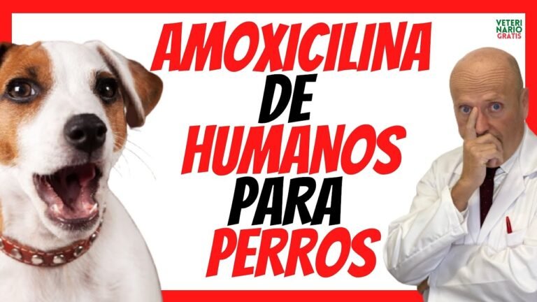 ¿Se puede dar amoxicilina a un perro?