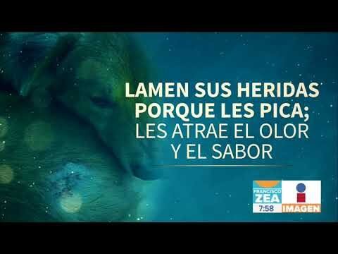 La saliva canina: cura natural para los hongos