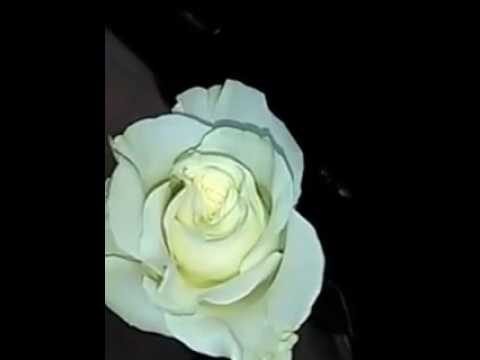 El significado de una rosa blanca para una mujer