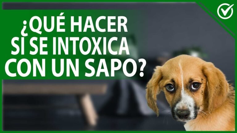 Tratamiento eficaz para perro envenenado por sapo