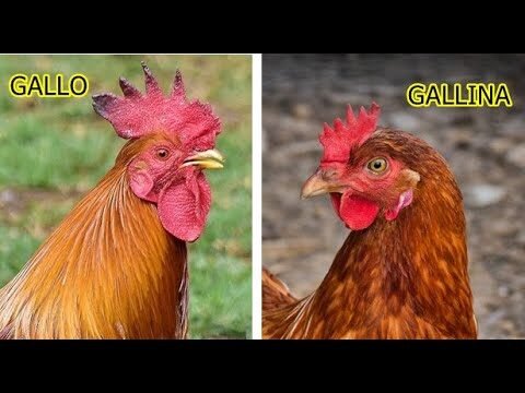 Cómo diferenciar un gallo de una gallina a los 6 meses