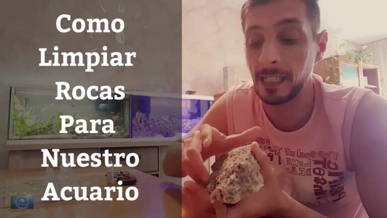 Cómo limpiar piedras de pecera: guía optimizada