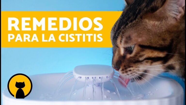 Medicamentos eficaces para la cistitis en gatos