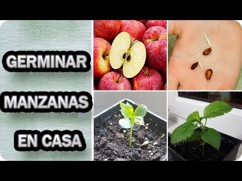 Cómo germinar una semilla de manzana en algodón: guía práctica