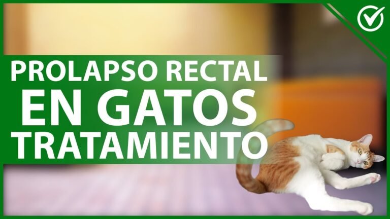 Qué hacer si el ano del gato se sale: consejos prácticos