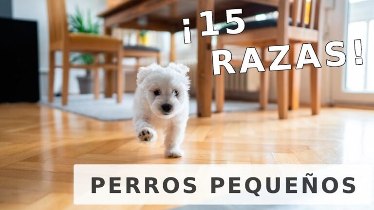 Razas de perros pequeños y peludos: Guía completa