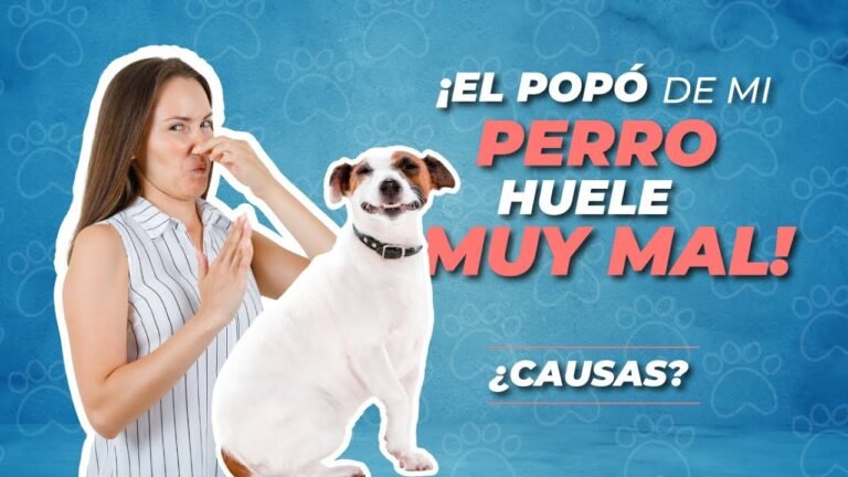 Mi cachorro tiene diarrea con mal olor: causas y soluciones