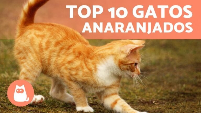 Razas de gatos naranjas: ¿Cómo se llaman?