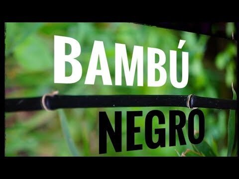 Tipos de bambuzinho: Guía concisa para elegir el adecuado