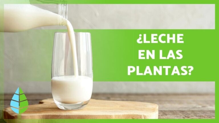 5 formas efectivas de utilizar la leche en el cuidado de plantas