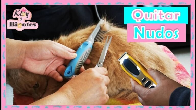 Cómo desenredar el pelo de tu gato: soluciones efectivas