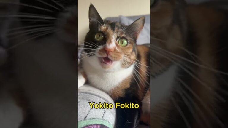 ¿Cómo se dice 'gato' en japonés?