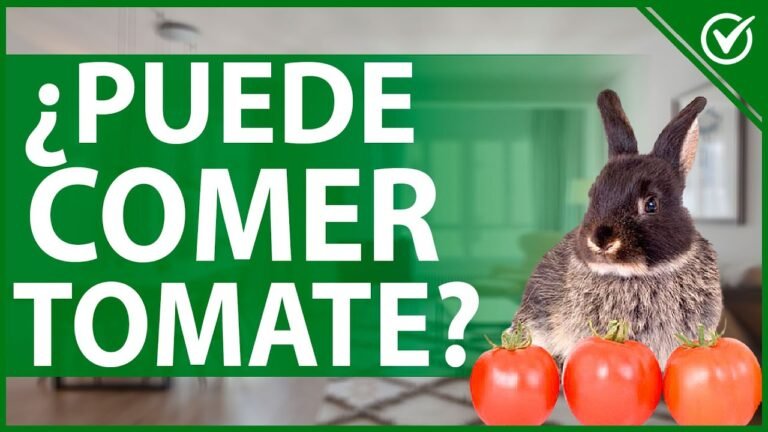 ¿Es seguro alimentar tomate a un conejo?