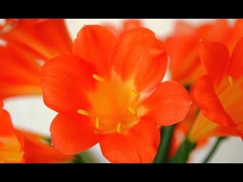 El árbol de flores naranjas: Descubre su nombre y características