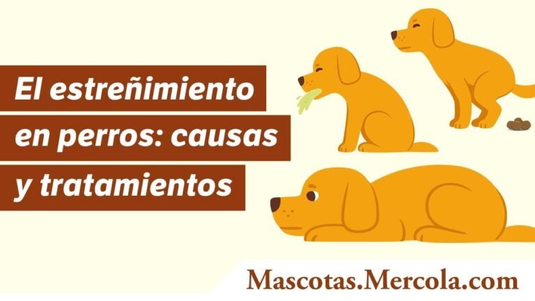 Remedios caseros para el estreñimiento en perros