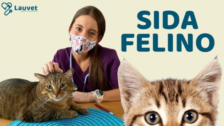 Sida felino: contagio en humanos