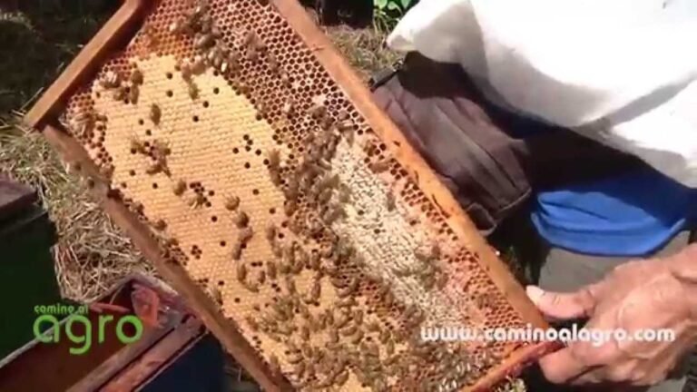 El proceso de producción de cera por las abejas