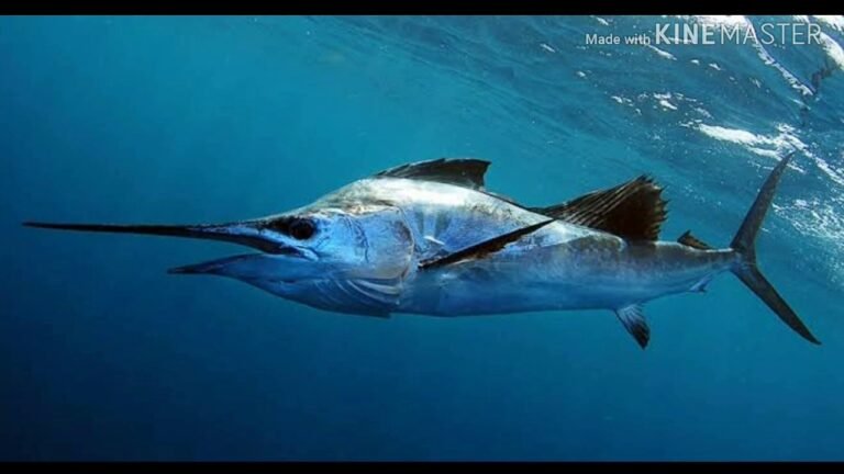El mito del marlin sin escamas: ¿Verdadero o falso?