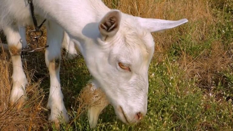 El significado de soñar con una cabra muerta