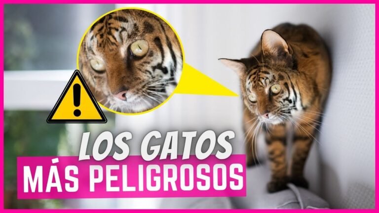 Mezcla de gato montés con gato doméstico: una fusión natural