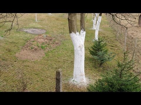 Protección del tronco de los árboles: métodos efectivos