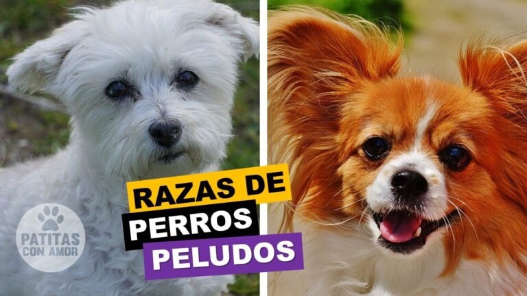 Guía de razas de perros peludos: características y cuidados