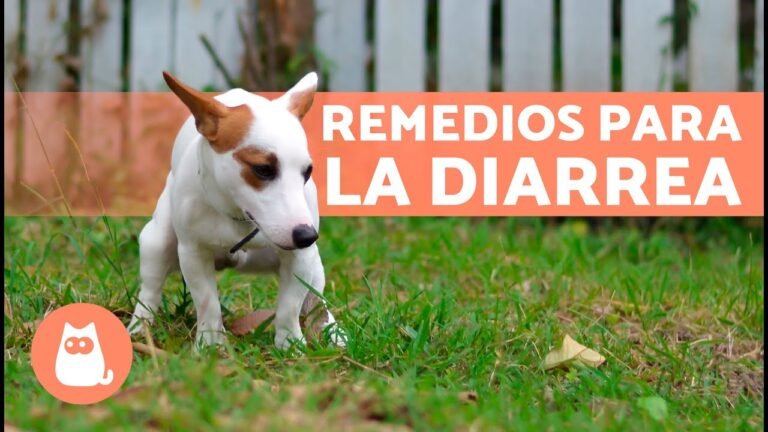 ¿Por qué los perros tienen diarrea? Descubre las causas y soluciones