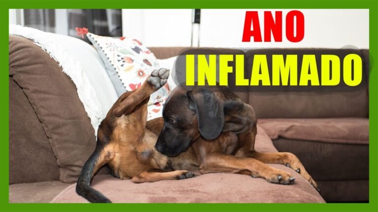 Remedios caseros para aliviar la irritación anal en perros
