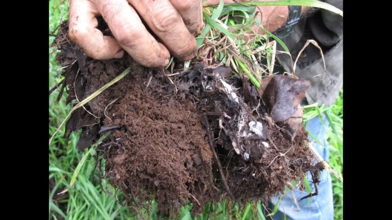 Duración del fertilizante en la tierra: ¿Cuánto tiempo?